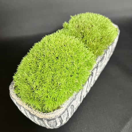 かわいいラクダの背中の苔プリザ　　陶器