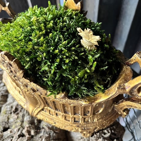金の王冠　苔プリザ