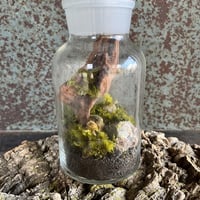小さな森の世界　メディシンボトルの苔プリザ