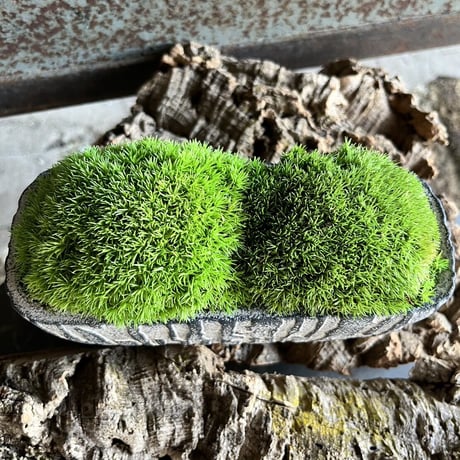 かわいいラクダの背中の苔プリザ　　陶器