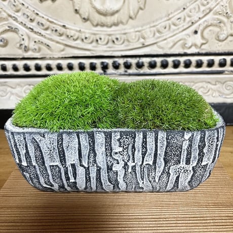 かわいいラクダの背中の苔プリザ　　陶器