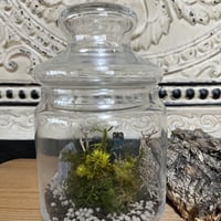 可愛い猫と小さな森の世界　メディシンボトルの苔プリザ