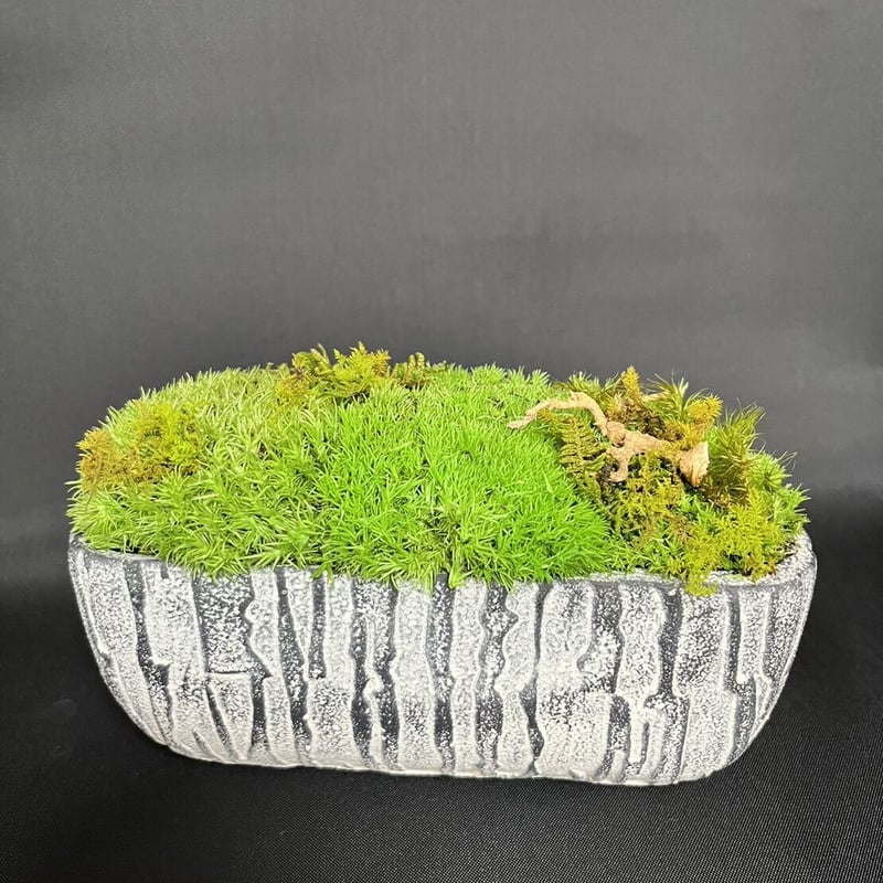 癒しの苔Art 苔アート8 天然苔の世界を小さく凝縮 苔の世界（望郷）