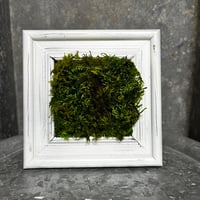 癒しの空間　苔プリザ 『白のウッドフレーム』 壁掛けにも♡