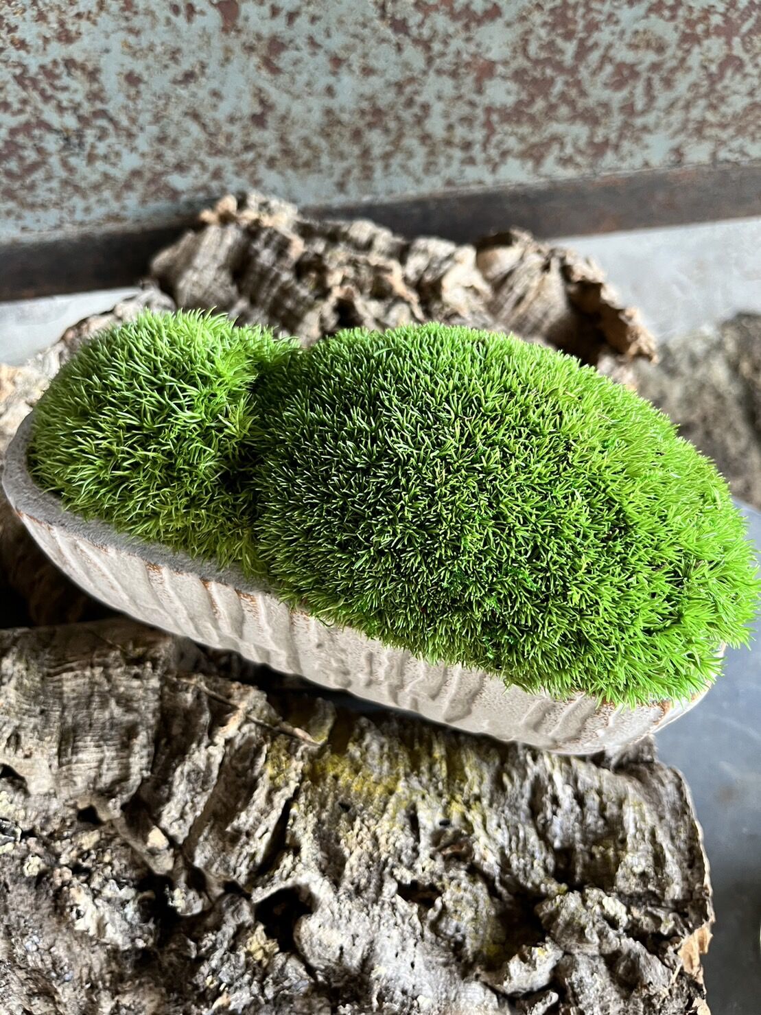 癒しの空間 苔プリザ 陶器 白 | GRACE