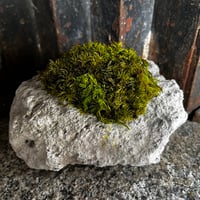 石アレンジ苔プリザーブド