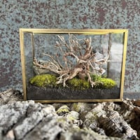 風景 苔プリザ　心地よい癒しや豊かな雰囲気を演出　流木 石のアレンジ　Gold edge