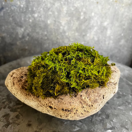 軽石苔プリザーブド