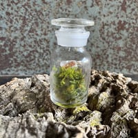 小さな森の世界　メディシンボトルの苔プリザ  アンティークのピック付き