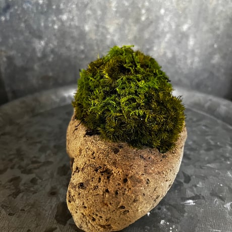 軽石苔プリザーブド