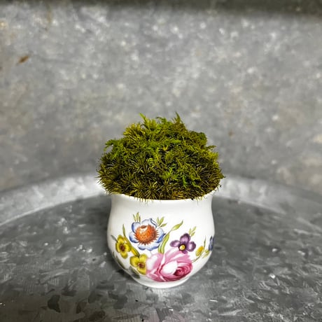 癒しの空間　苔プリザ　 アンティーク陶器 フラワー