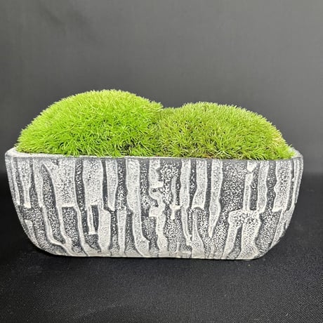 かわいいラクダの背中の苔プリザ　　陶器