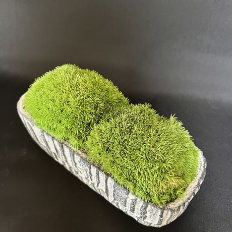 かわいいラクダの背中の苔プリザ　　陶器