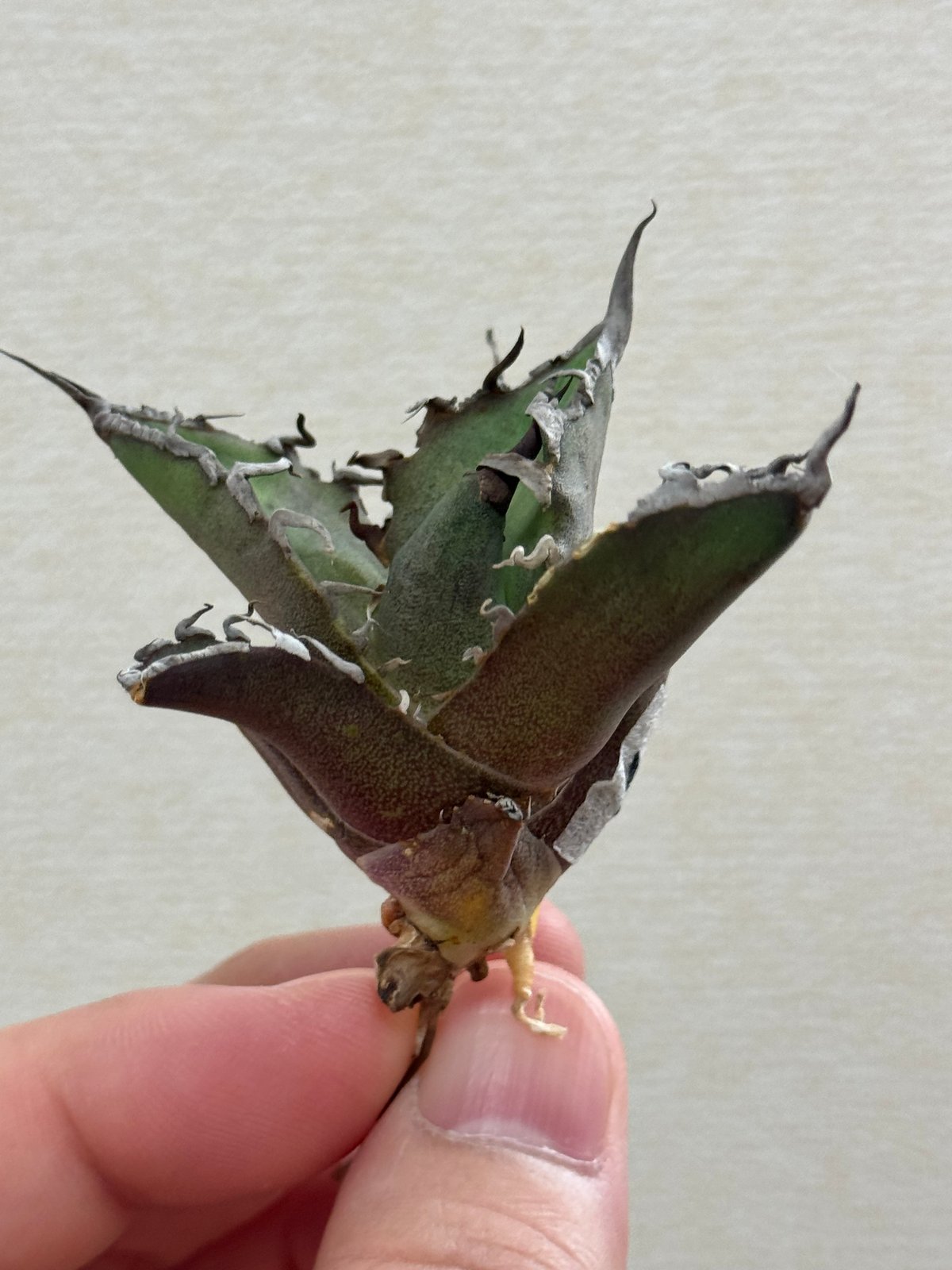 台湾 毒刺産 シーザー 凱撤 中株 （毒刺産 Agave titanota 