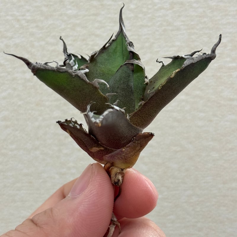 毒刺産 Agave titanota