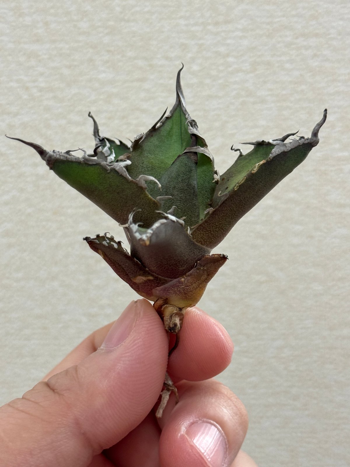 毒刺産 Agave titanota