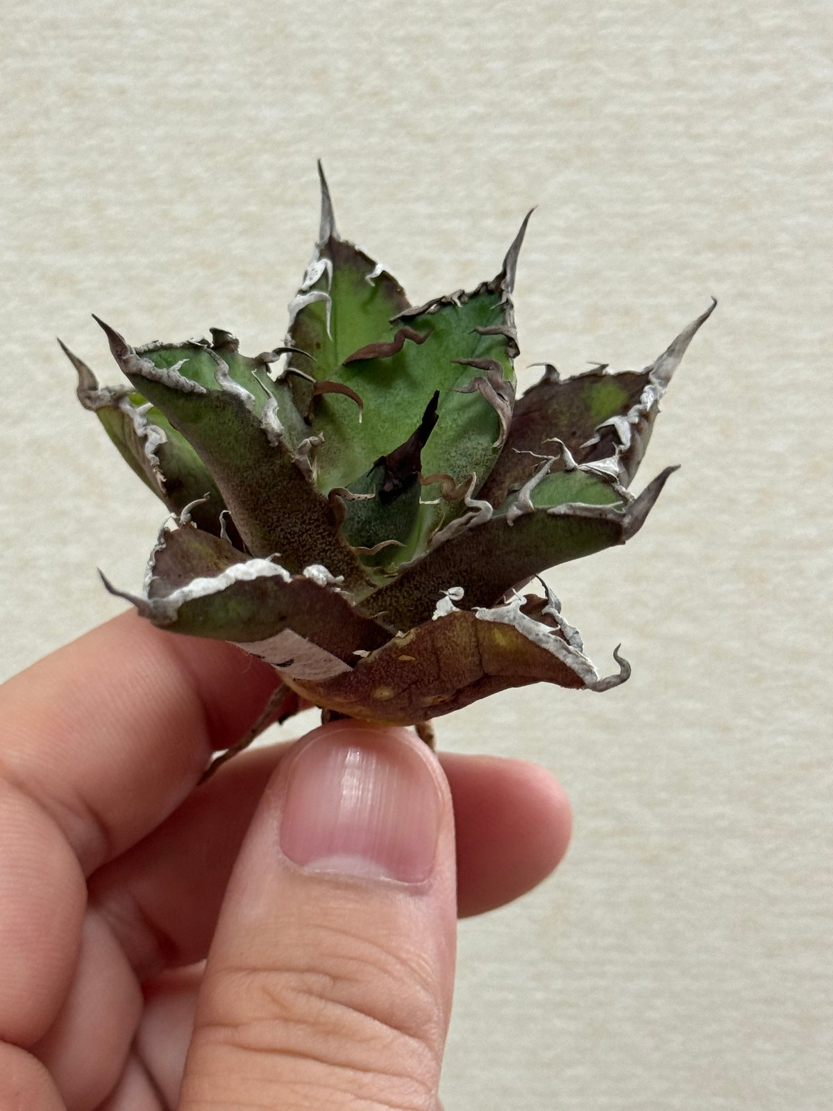 アガベ 毒刺シーザーOC 【公式通販】