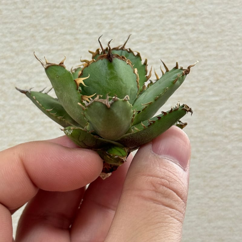子株4つ付き】AGAVE Titanonta Filigree PlasticPot BowlLong