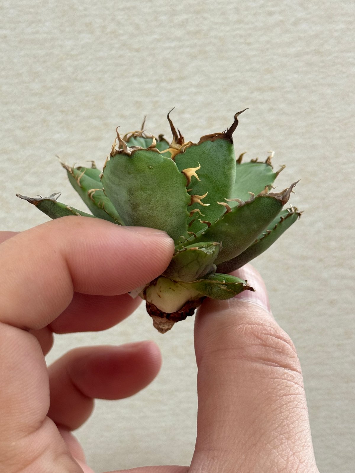 専用　プリクル刺毒追加 毒刺産 Agave titanota