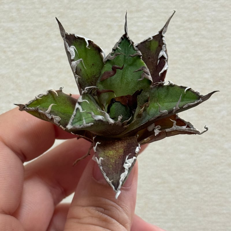毒刺産 Agave titanota