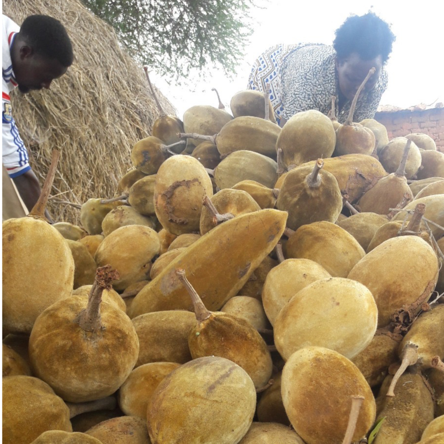 ポンケアナアゲハ（1オス、バハマ産） ケニア産 バオバブオイル Baobab Oil 30ml | MauWa Circle