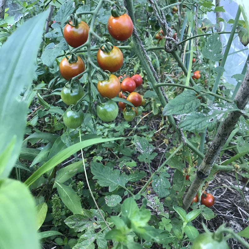 チルド便] 自然農 季節のお野菜おまかせセット Mサイズ（80サイズ） 7