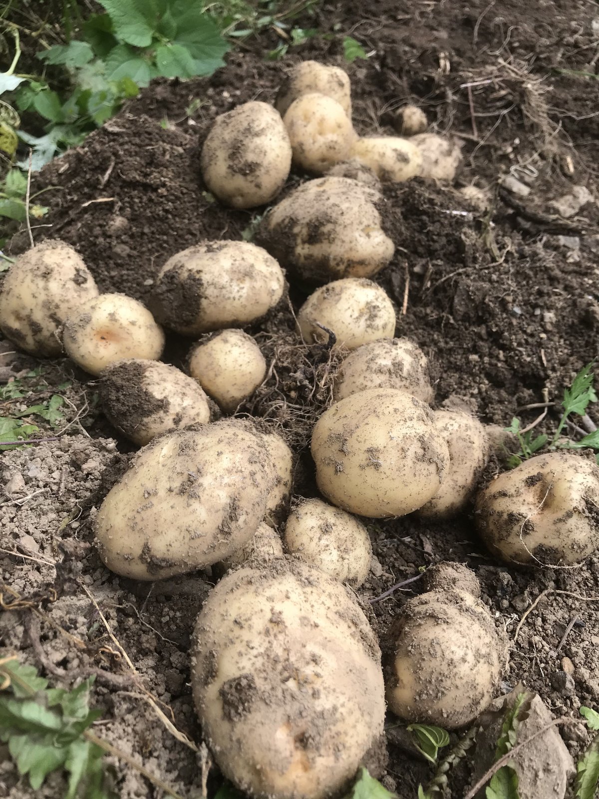 自然の野菜 自然栽培 大豆「鶴の子」10キロ 楽天市場】鶴の子大豆 1kg 豆力 北海道産 大豆 つるのこだいず