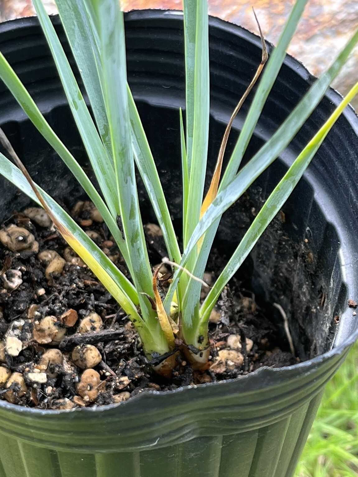 ユッカ　ロストラータ　し ユッカ ロストラータ 【21-251】ブルー強 【公式通販】