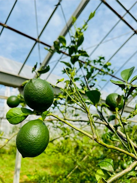 宮古島産 有機JAS認証 ラフマイヤーレモン 4kg (優品) | 宮原果樹園