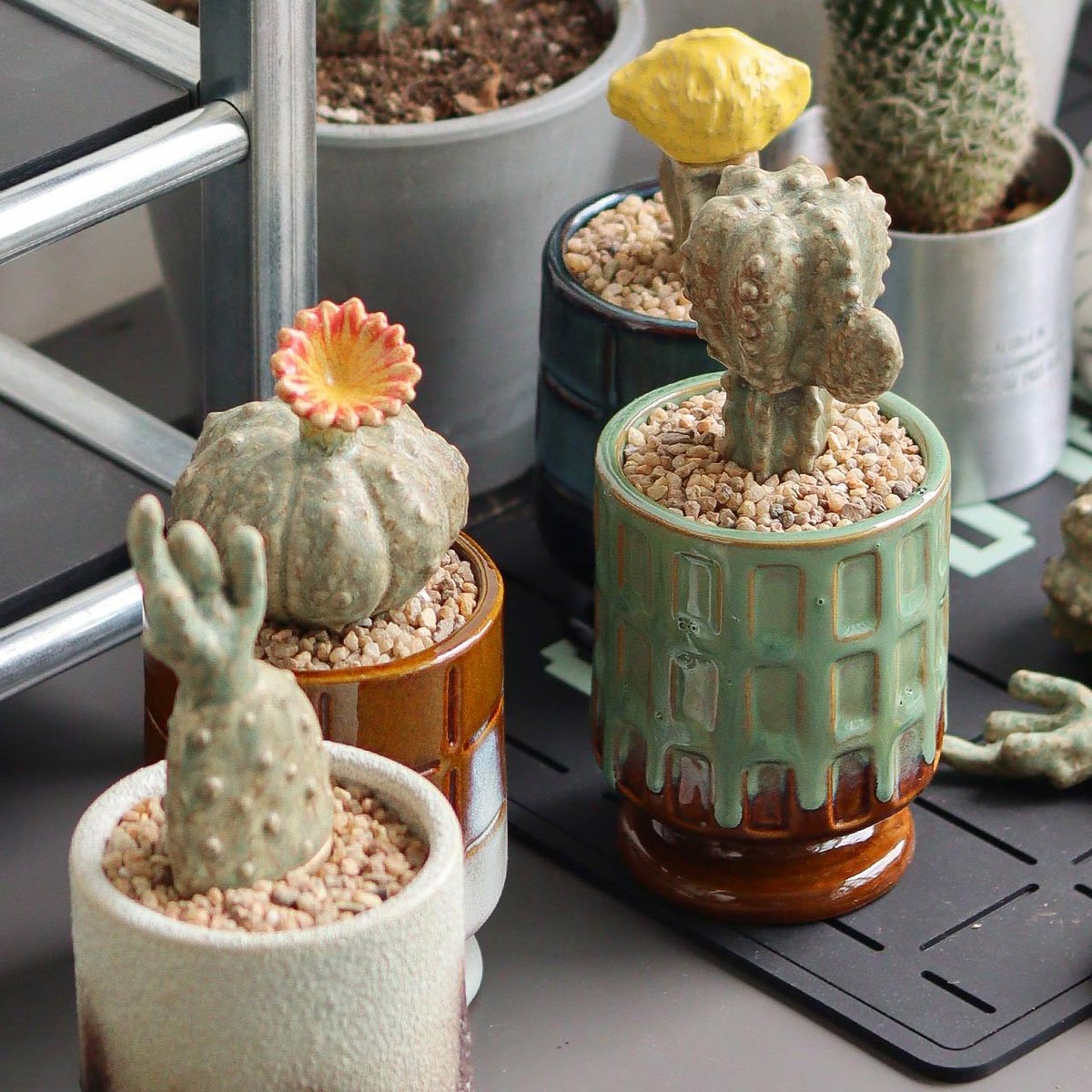 THE CACTI POT | CROSS LIFE -ONLINE STORE-