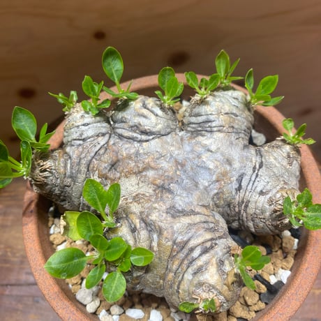 パキポディウムブレビカウレ | STORES