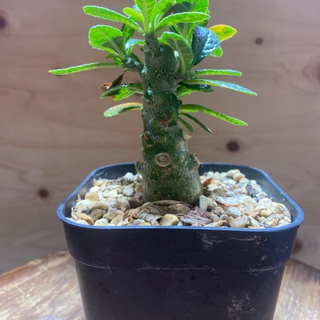 ドルステニアギガス | STORES