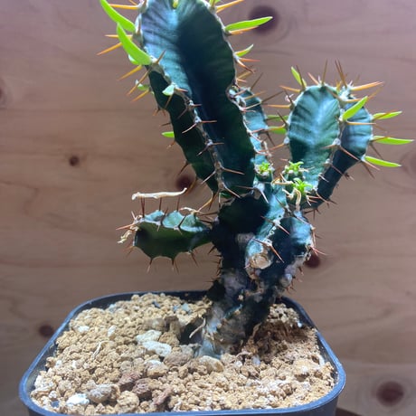 ユーフォルビアムランジーナ | STORES