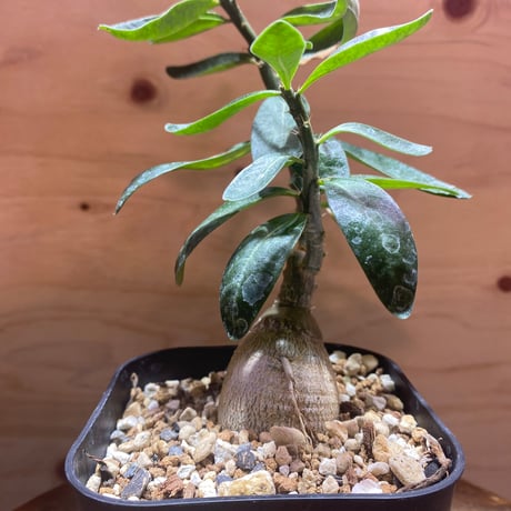 パキポディウムサキュレンタム | STORES