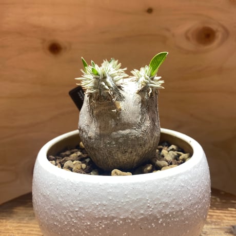 パキポディウム恵比寿笑い | STORES