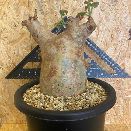 キフォステンマウターマクロプス | STORES 