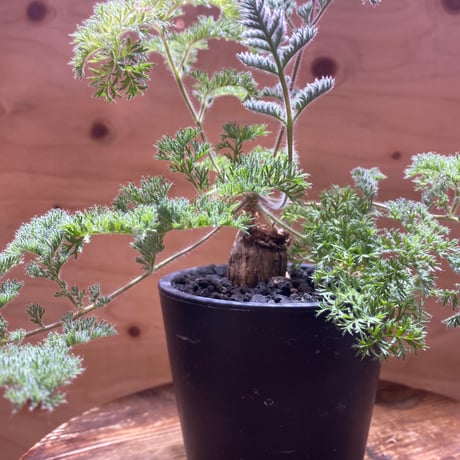 ペラルゴニウムトリステ | STORES