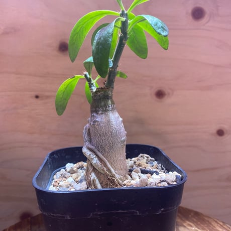 パキポディウムサキュレンタム | STORES