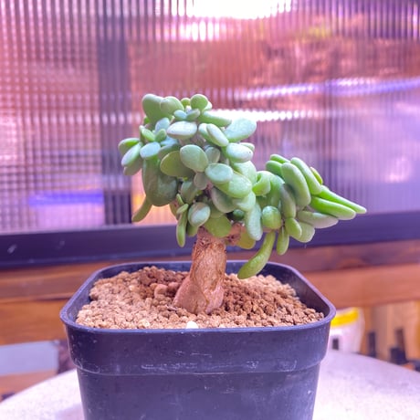 シ*ン様 ケラリアピグマエア 大株 植物引退品 ケラリアピグマエア | STORES