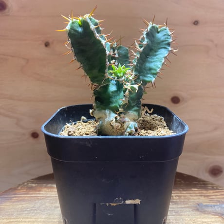 ユーフォルビアムランジーナ | STORES