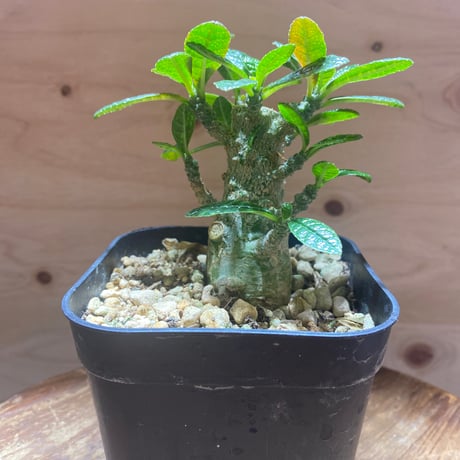 ドルステニアギガス | STORES