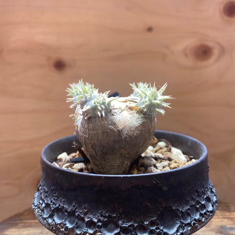 パキポディウム恵比寿笑い | STORES