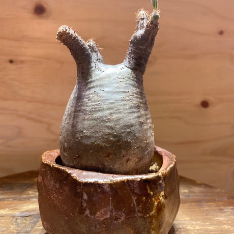 パキポディウムグラキリス | STORES