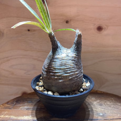 パキポディウムグラキリス | STORES