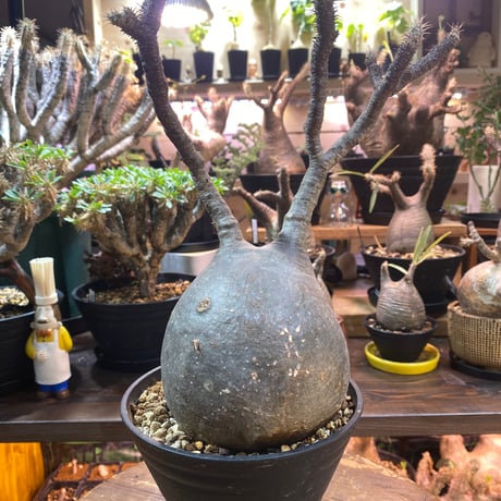 パキポディウムグラキリス | STORES