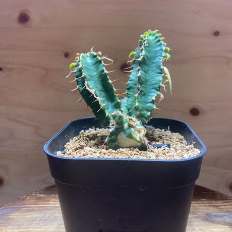 ユーフォルビアムランジーナ | STORES