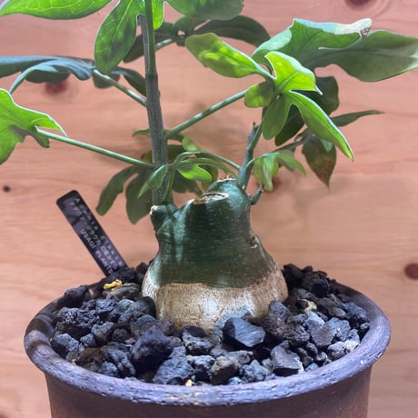 アデニアグラウカ | STORES