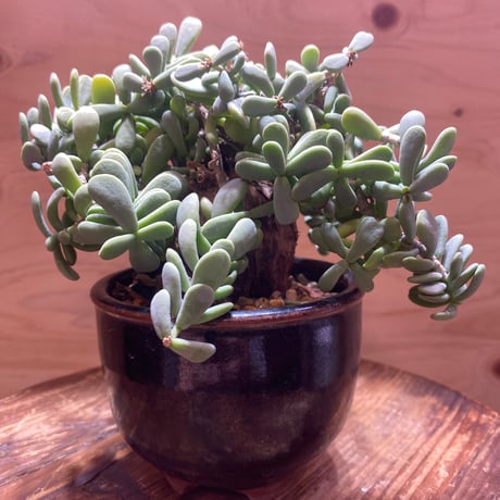 ケラリアピグマエア | STORES