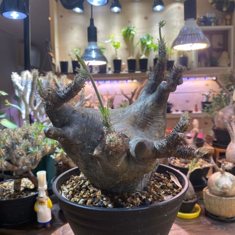 パキポディウムグラキリス | STORES