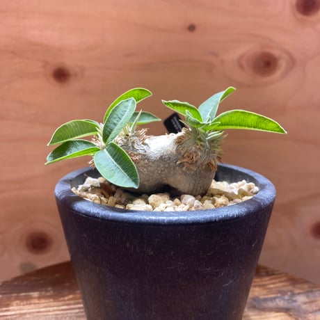 パキポディウムブレビカウレ | STORES